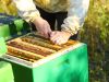 Imker entfernt Bienenwaben um regionalen Honig zu gewinnen - Imker Potsdam, Werder und Umgebung