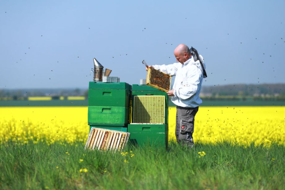 Imker Richard Kowitz aus Werder (Havel) bei der Arbeit an den Bienenkästen